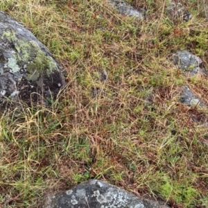 Asperula conferta at Oakey Hill - 17 Mar 2024