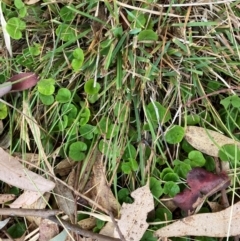 Dichondra repens (Kidney Weed) at Lyons, ACT - 17 Mar 2024 by RobynS