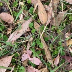 Dichondra repens at Oakey Hill - 17 Mar 2024 11:34 AM