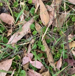 Dichondra repens at Oakey Hill - 17 Mar 2024 11:34 AM