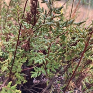 Cheilanthes sieberi subsp. sieberi at Oakey Hill - suppressed