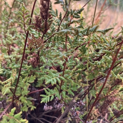 Cheilanthes sieberi subsp. sieberi (Narrow Rock Fern) at Lyons, ACT - 17 Mar 2024 by RobynS