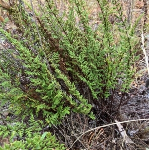 Cheilanthes sieberi subsp. sieberi at Oakey Hill - 17 Mar 2024