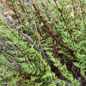 Cheilanthes sieberi subsp. sieberi at Oakey Hill - suppressed