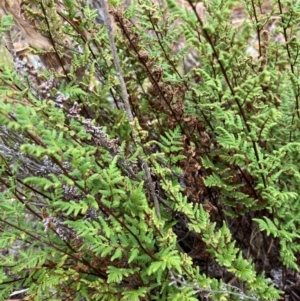 Cheilanthes sieberi subsp. sieberi at Oakey Hill - 17 Mar 2024