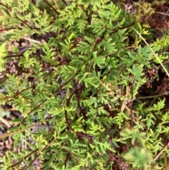 Cheilanthes sieberi subsp. sieberi (Narrow Rock Fern) at Lyons, ACT - 17 Mar 2024 by RobynS