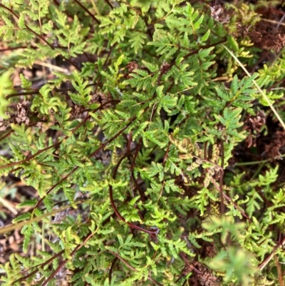 Cheilanthes sieberi subsp. sieberi (Narrow Rock Fern) at Oakey Hill - 17 Mar 2024 by RobynS