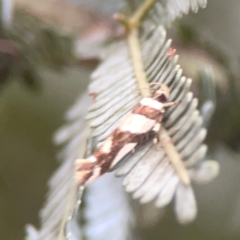 Macrobathra (genus) (A cosmet moth) at Campbell, ACT - 17 Mar 2024 by Hejor1