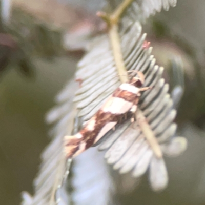 Macrobathra (genus) (A cosmet moth) at Campbell, ACT - 17 Mar 2024 by Hejor1