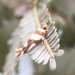 Macrobathra (genus) at Campbell, ACT - 17 Mar 2024 06:13 PM