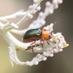 Aporocera (Aporocera) consors (A leaf beetle) at Campbell, ACT - 17 Mar 2024 by Hejor1