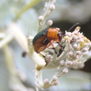 Aporocera (Aporocera) consors at Campbell, ACT - 17 Mar 2024