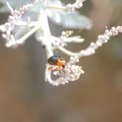 Aporocera (Aporocera) consors at Campbell, ACT - 17 Mar 2024