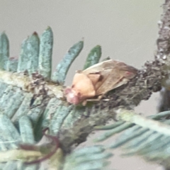 Miridae (family) at Campbell, ACT - 17 Mar 2024 05:55 PM