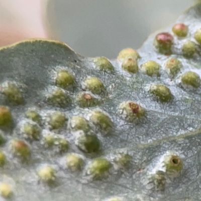 Unidentified Eucalyptus Gall at Campbell, ACT - 17 Mar 2024 by Hejor1