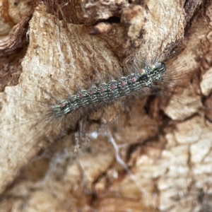 Anestia (genus) at Campbell, ACT - 17 Mar 2024 05:42 PM