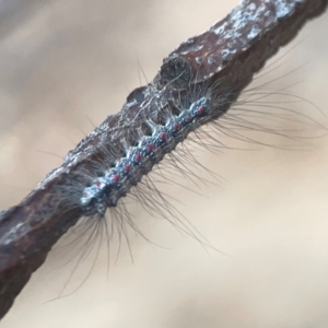 Anestia (genus) at Campbell, ACT - 17 Mar 2024 05:42 PM