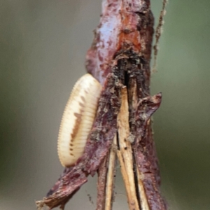 Blattidae sp. (family) at Campbell, ACT - 17 Mar 2024