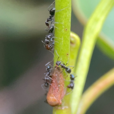 Iridomyrmex sp. (genus) (Ant) at Campbell, ACT - 17 Mar 2024 by Hejor1