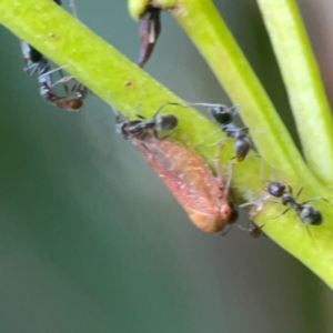 Iridomyrmex sp. (genus) at Campbell, ACT - 17 Mar 2024