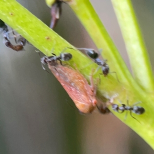 Iridomyrmex sp. (genus) at Campbell, ACT - 17 Mar 2024