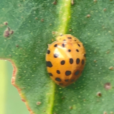 Epilachna sumbana (A Leaf-eating Ladybird) at Campbell, ACT - 17 Mar 2024 by Hejor1