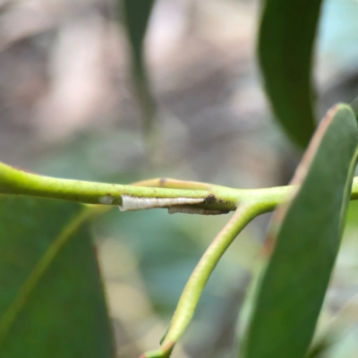 Chaetophyes compacta (Tube spittlebug) at Campbell, ACT - 17 Mar 2024 by Hejor1