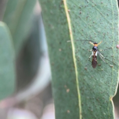 Rayieria basifer (Braconid-mimic plant bug) at Campbell, ACT - 17 Mar 2024 by Hejor1