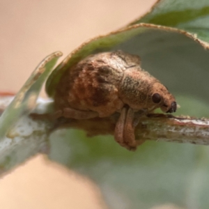 Gonipterus sp. (genus) at Campbell, ACT - 17 Mar 2024