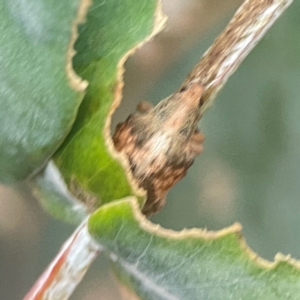 Gonipterus sp. (genus) at Campbell, ACT - 17 Mar 2024