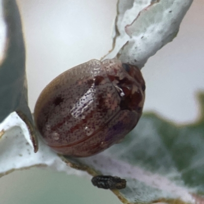 Paropsisterna m-fuscum (Eucalyptus Leaf Beetle) at Campbell, ACT - 17 Mar 2024 by Hejor1