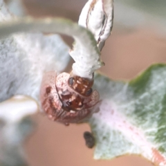 Paropsisterna m-fuscum at Campbell, ACT - 17 Mar 2024