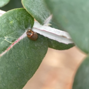 Paropsisterna m-fuscum at Campbell, ACT - 17 Mar 2024