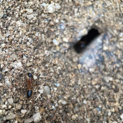 Camponotus consobrinus (Banded sugar ant) at QPRC LGA - 17 Mar 2024 by Hejor1