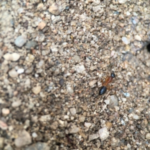 Camponotus consobrinus at QPRC LGA - 17 Mar 2024 04:55 PM
