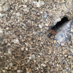 Camponotus consobrinus at QPRC LGA - 17 Mar 2024 04:55 PM