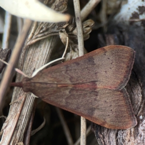 Uresiphita ornithopteralis at QPRC LGA - 17 Mar 2024