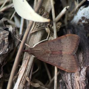 Uresiphita ornithopteralis at QPRC LGA - 17 Mar 2024