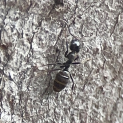 Formicidae (family) (Unidentified ant) at Greenleigh, NSW - 17 Mar 2024 by Hejor1