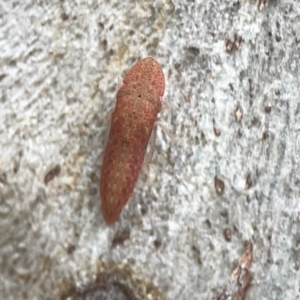 Ledromorpha planirostris at QPRC LGA - 17 Mar 2024