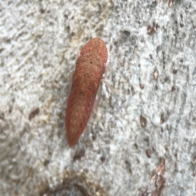 Ledromorpha planirostris (A leafhopper) at Greenleigh, NSW - 17 Mar 2024 by Hejor1