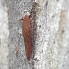 Ledromorpha planirostris at QPRC LGA - 17 Mar 2024 04:05 PM