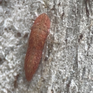 Ledromorpha planirostris at QPRC LGA - 17 Mar 2024