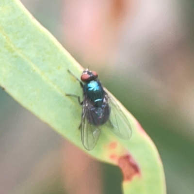 Lucilia sp. (genus) (A blowfly) at QPRC LGA - 17 Mar 2024 by Hejor1