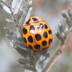 Harmonia conformis (Common Spotted Ladybird) at Greenleigh, NSW - 17 Mar 2024 by Hejor1