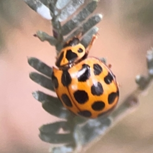 Harmonia conformis at QPRC LGA - 17 Mar 2024 04:00 PM