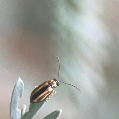 Monolepta froggatti (Leaf beetle) at Greenleigh, NSW - 17 Mar 2024 by Hejor1