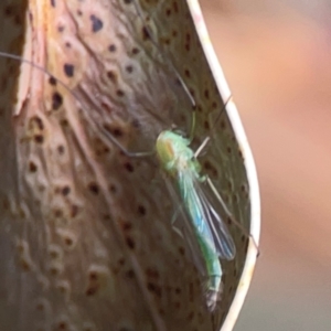 Chironomidae (family) at QPRC LGA - 17 Mar 2024 03:55 PM