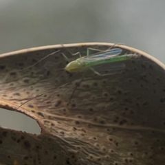 Chironomidae (family) at QPRC LGA - 17 Mar 2024