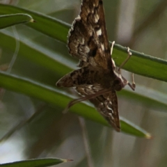 Nacoleia rhoeoalis (Spilomelinae) at QPRC LGA - 17 Mar 2024 by Hejor1